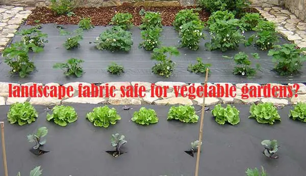 landscape fabric safe for vegetable gardens