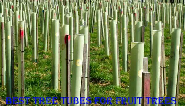 best tree tubes for fruit trees