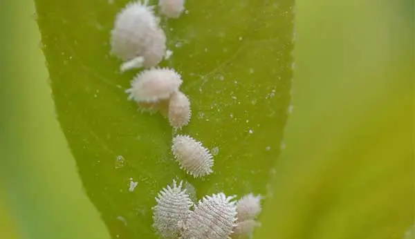 How Does White Aphids Damage Look Like