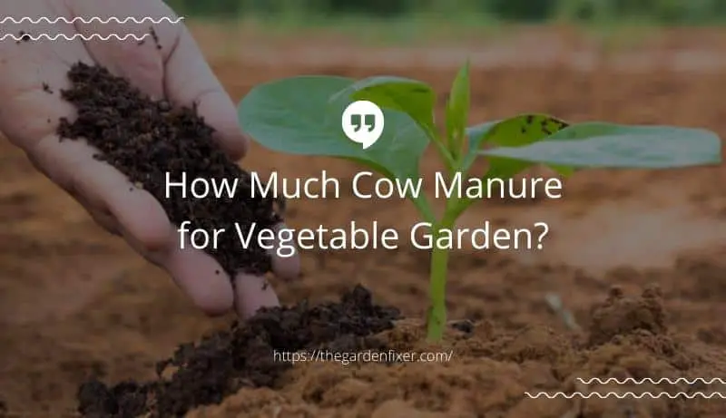 How Much Cow Manure for Vegetable Garden