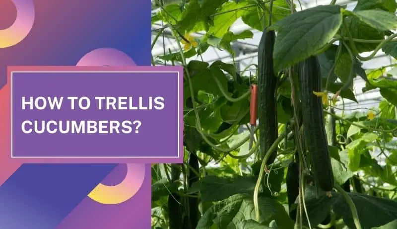 How to Trellis Cucumbers