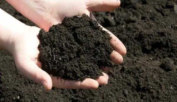 Why do We Prefer Cow Manure for Your Garden
