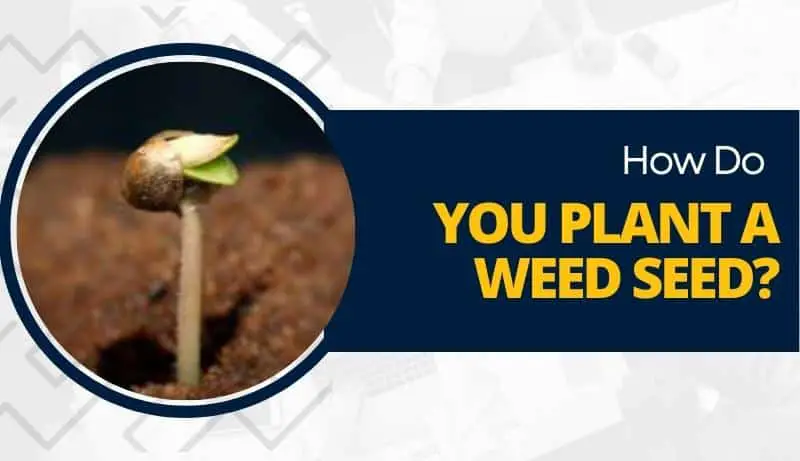 How do you Plant a Weed Seed