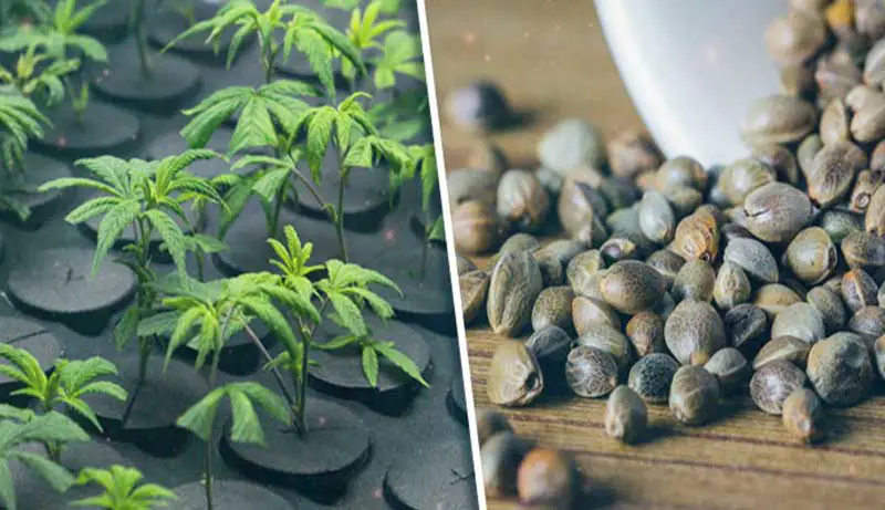 What is the difference between weed seeds and clones?