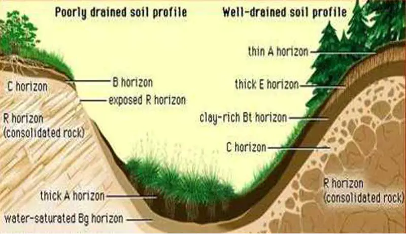 Factor that Affects Soil