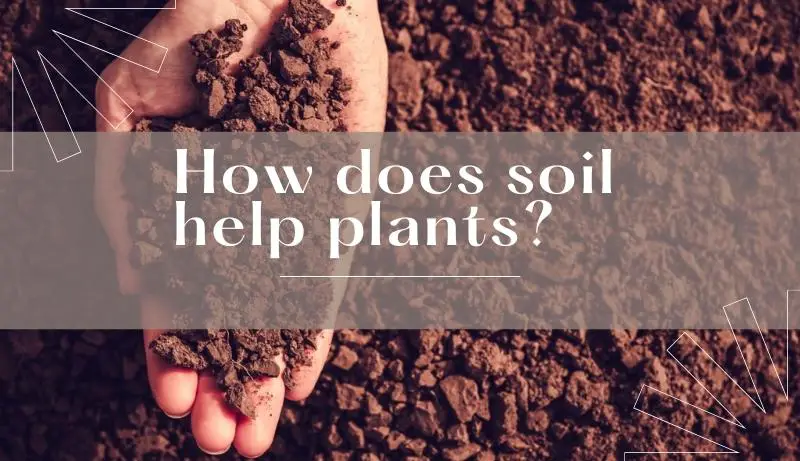 How Does Soil Help Plants