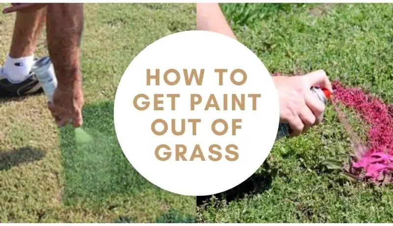 How to Get Paint Out of Grass