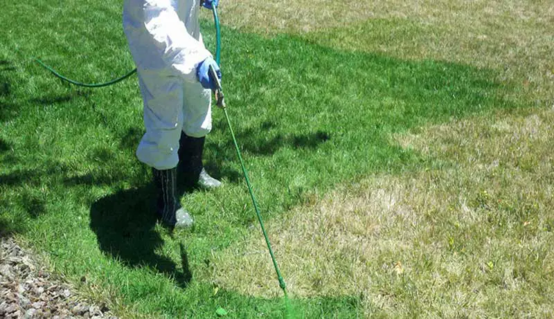 Paint on Grass - is it Harmful or Not