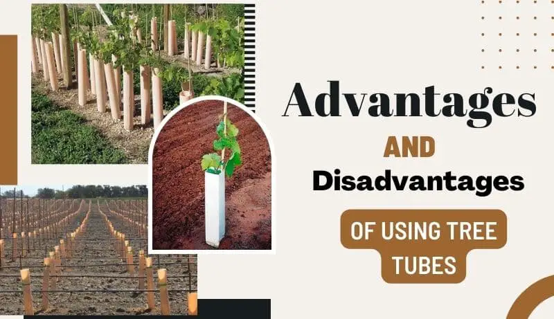 Advantages and Disadvantages of Using Tree Tubes