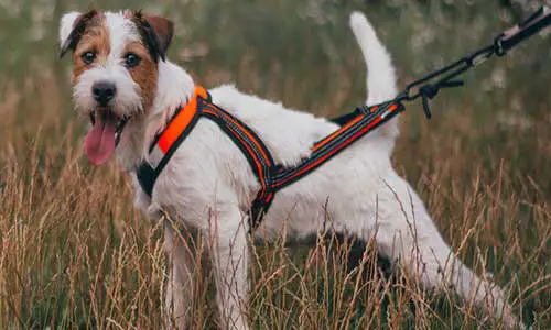 A Jump Dog Harness: How Do You Put It On
