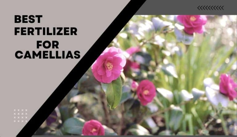 5 Best Fertilizer for Camellias | Recommendations