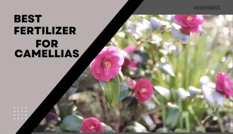 Fertilizer for Camellias