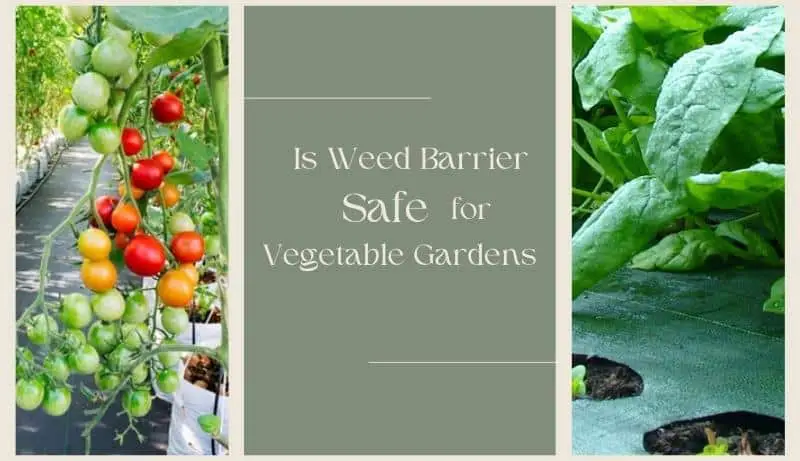 Is Weed Barrier Safe for Vegetable Gardens