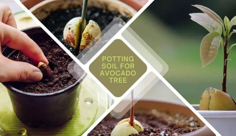 Potting Soil for Avocado Tree