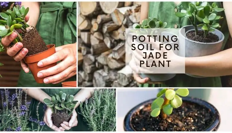 Potting Soil for Jade Plant