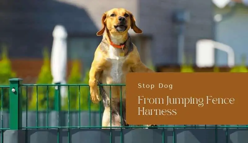 How to Stop Dog From Jumping Fence Harness