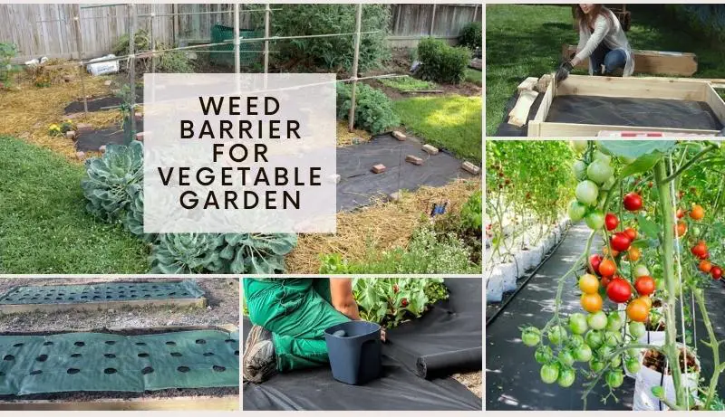 Weed Barrier for Vegetable