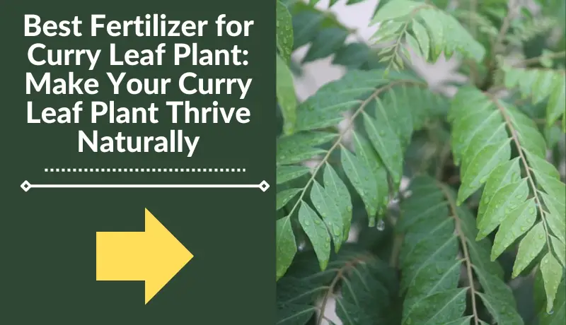 Best Fertilizer for Curry Leaf Plant
