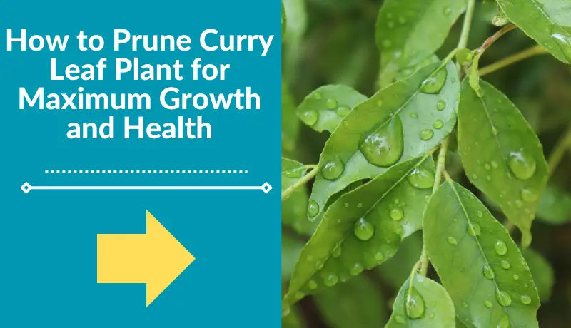 How to Prune Curry Leaf Plant