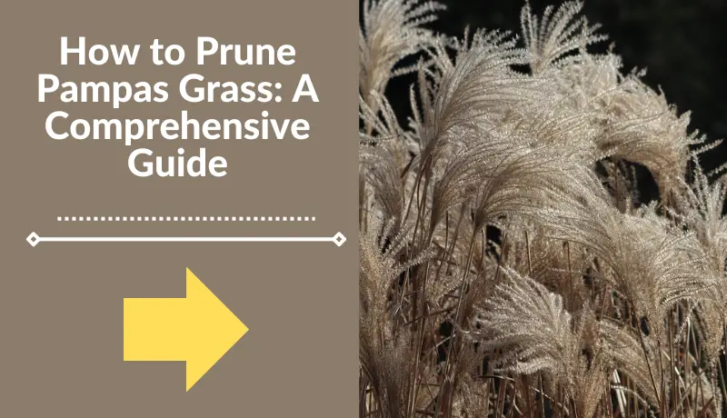 How to Prune Pampas Grass A Comprehensive Guide