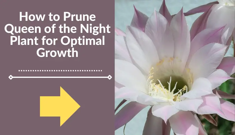 How to Prune Queen of the Night Plant for Optimal Growth