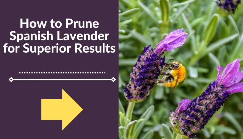 How to Prune Spanish Lavender